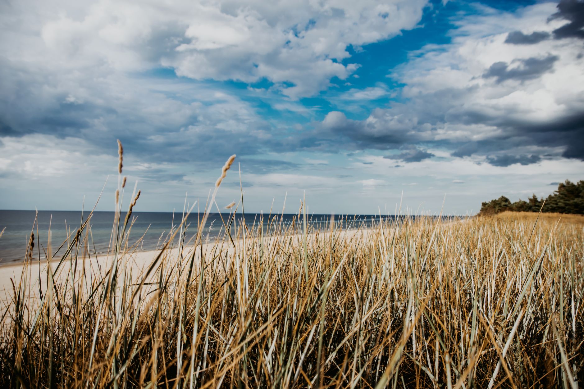 Explore a tranquil beach on Poland's coast with tall grass and expansive cloudy sky.