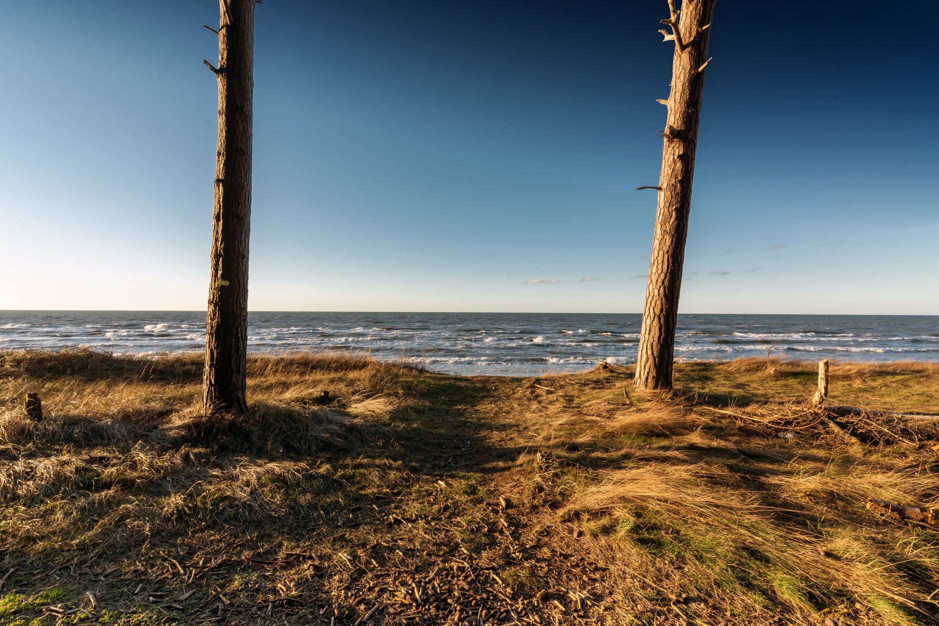 Scenery view of grassy coast with trees near waving water in sunny day under cloudless sky