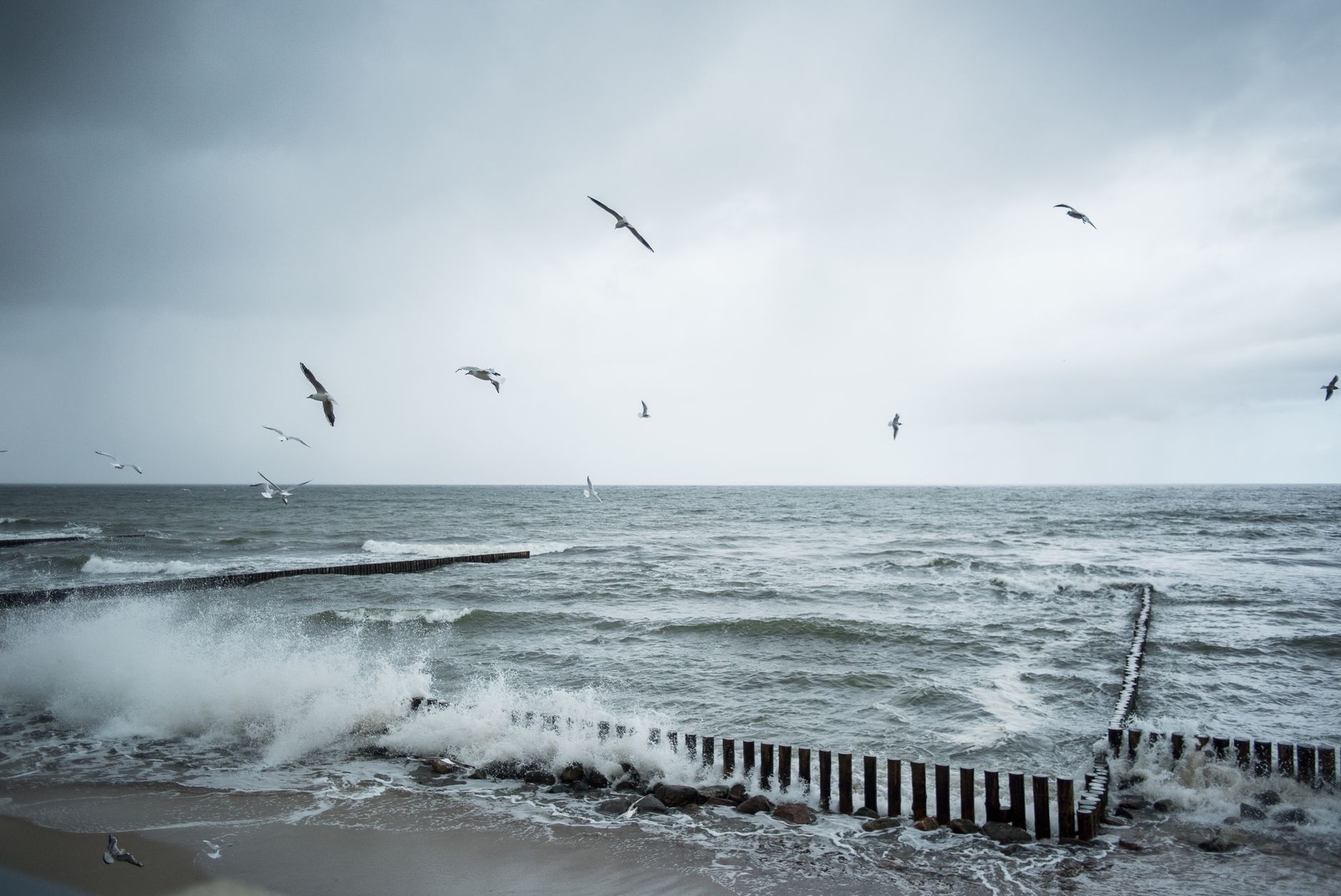 Dramatic seascape with seagulls over the Baltic Sea at Svetlogorsk, Russia, under gloomy skies.