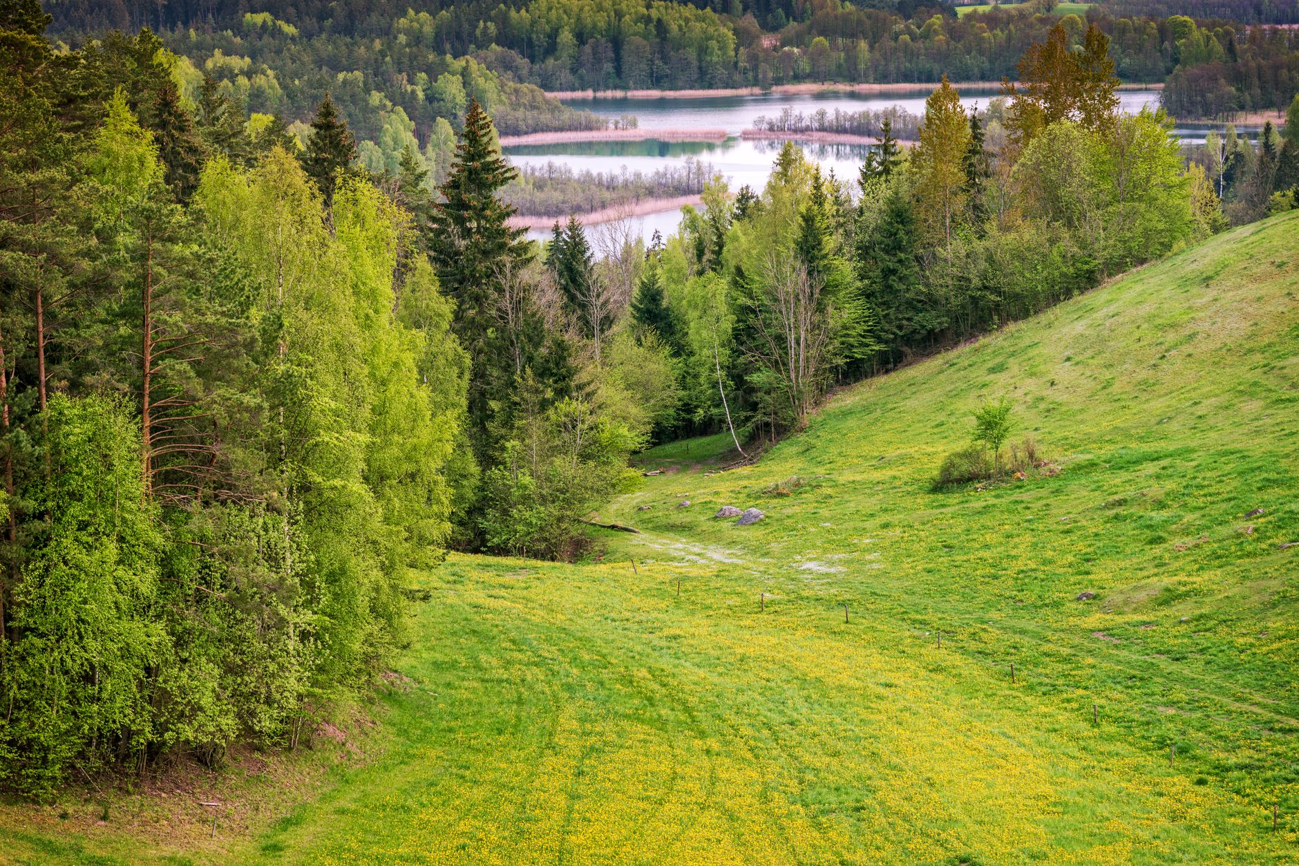 Captivating scenic view of Suwalszczyzna's verdant forests and serene lake in spring.
