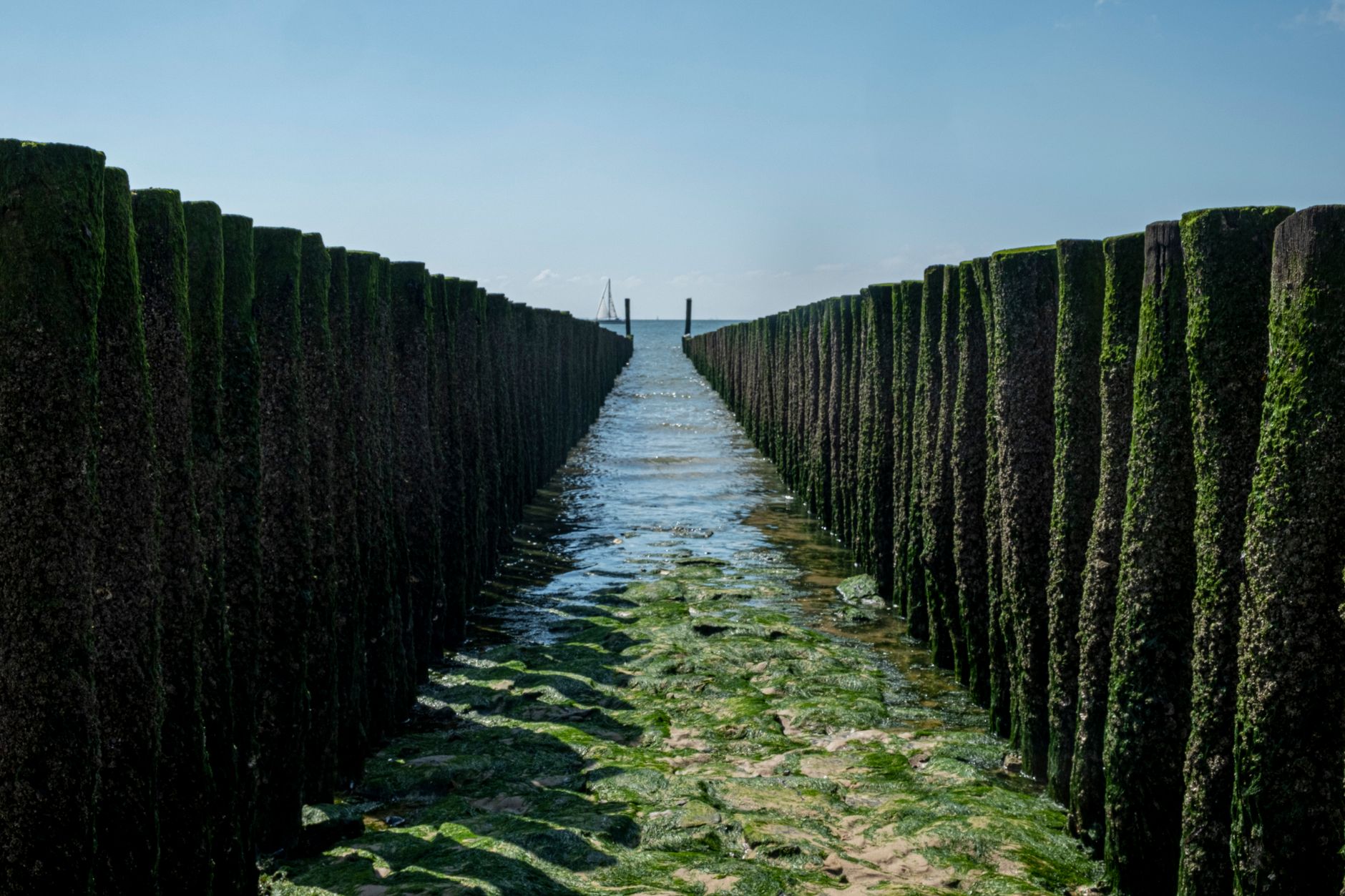 Wooden groynes protect the coastline in Zeeland, Netherlands, with a serene sea view.