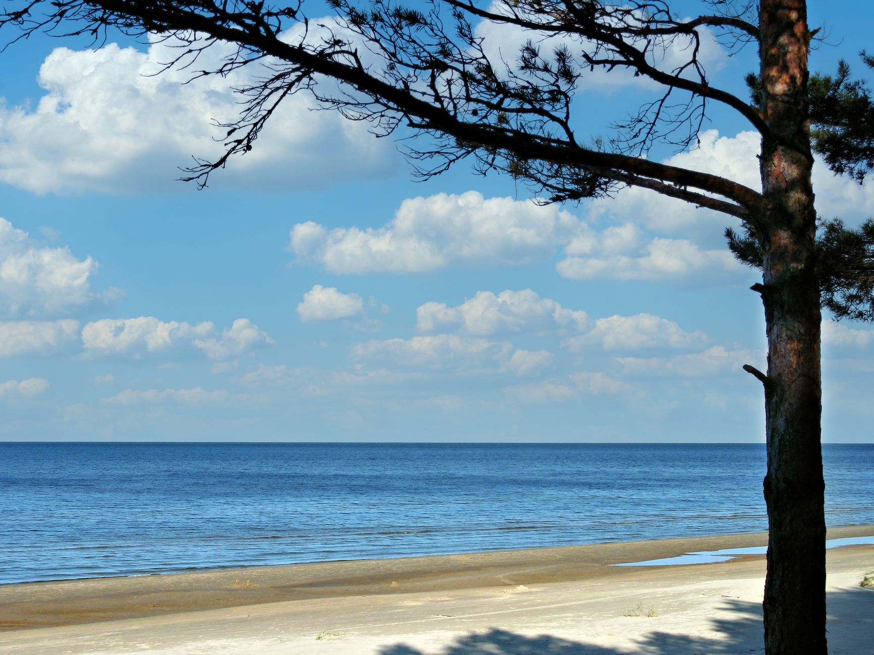 Peaceful view of Jūrmala beach with pine trees, sandy shore, and calm Baltic Sea under a blue sky with fluffy clouds.
