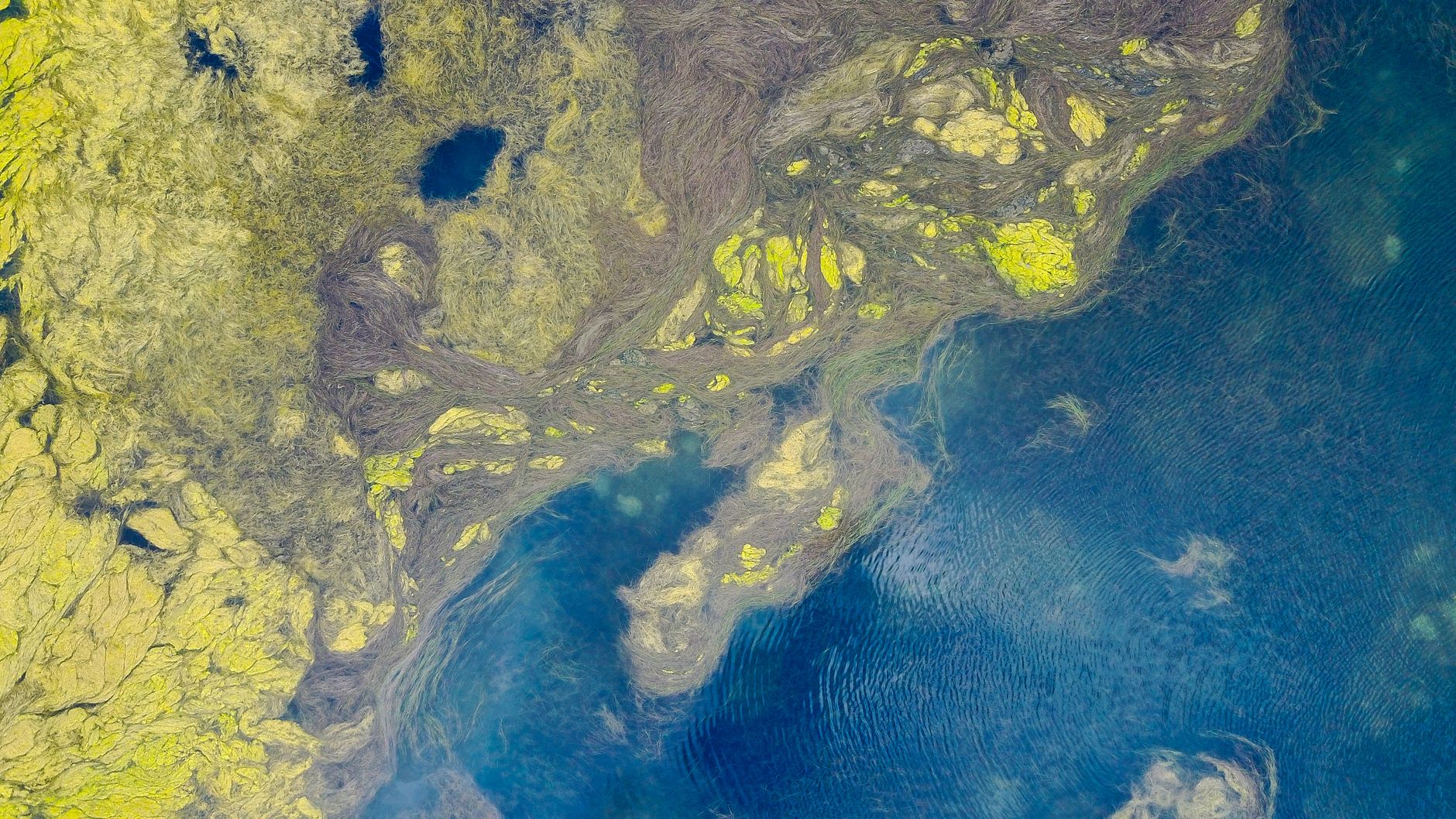 Aerial view showcasing vibrant patterns of algae in ocean waters, capturing nature's artistry from above.