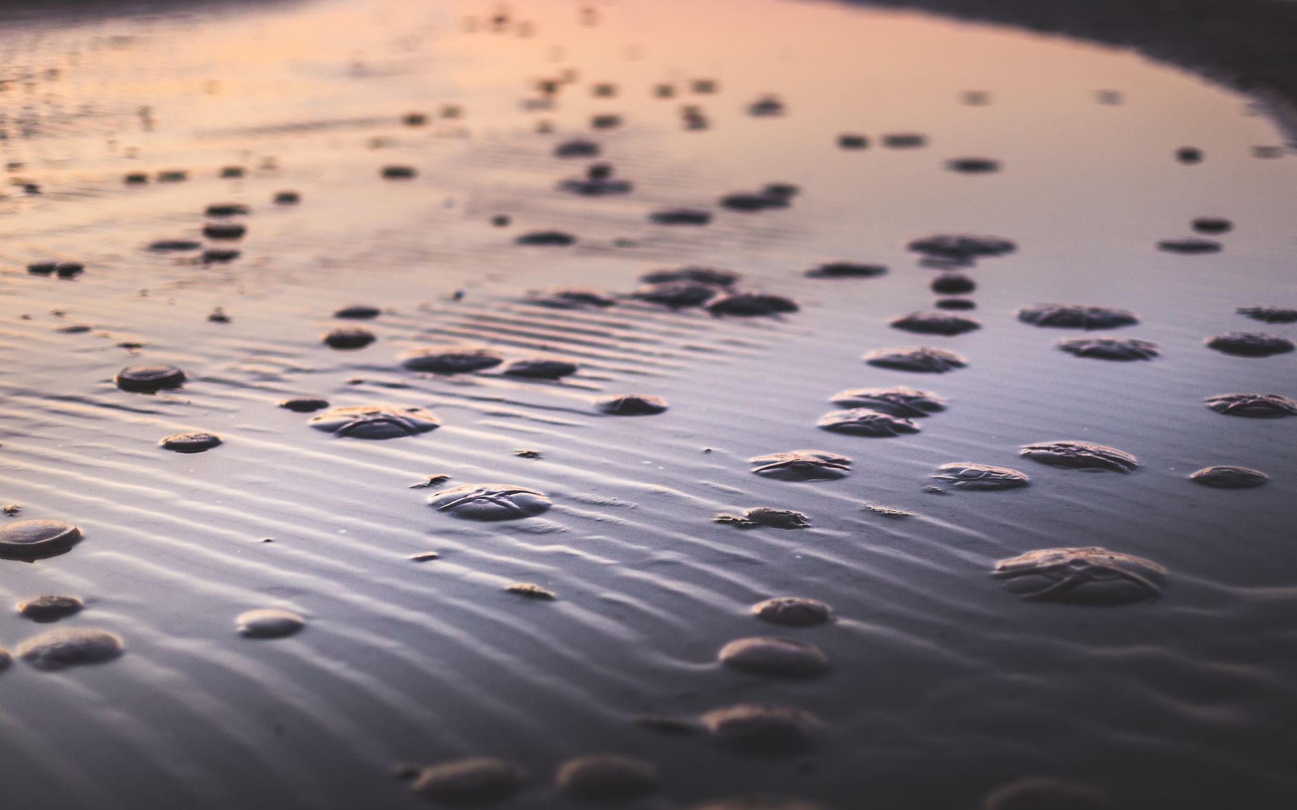 Jellyfish dot the sandy beach of Jastarnia, Poland at sunset, capturing nature's serene beauty.