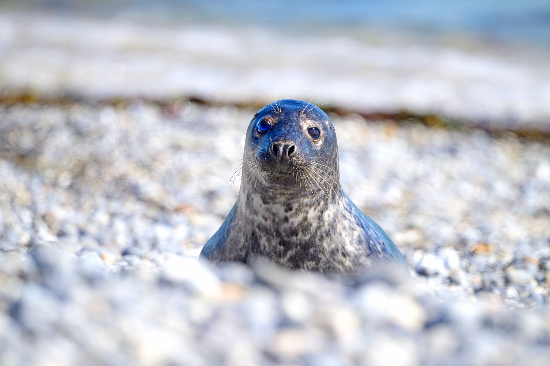 Cute harbor seal on a pebble beach in Helgoland, Germany, during the day.