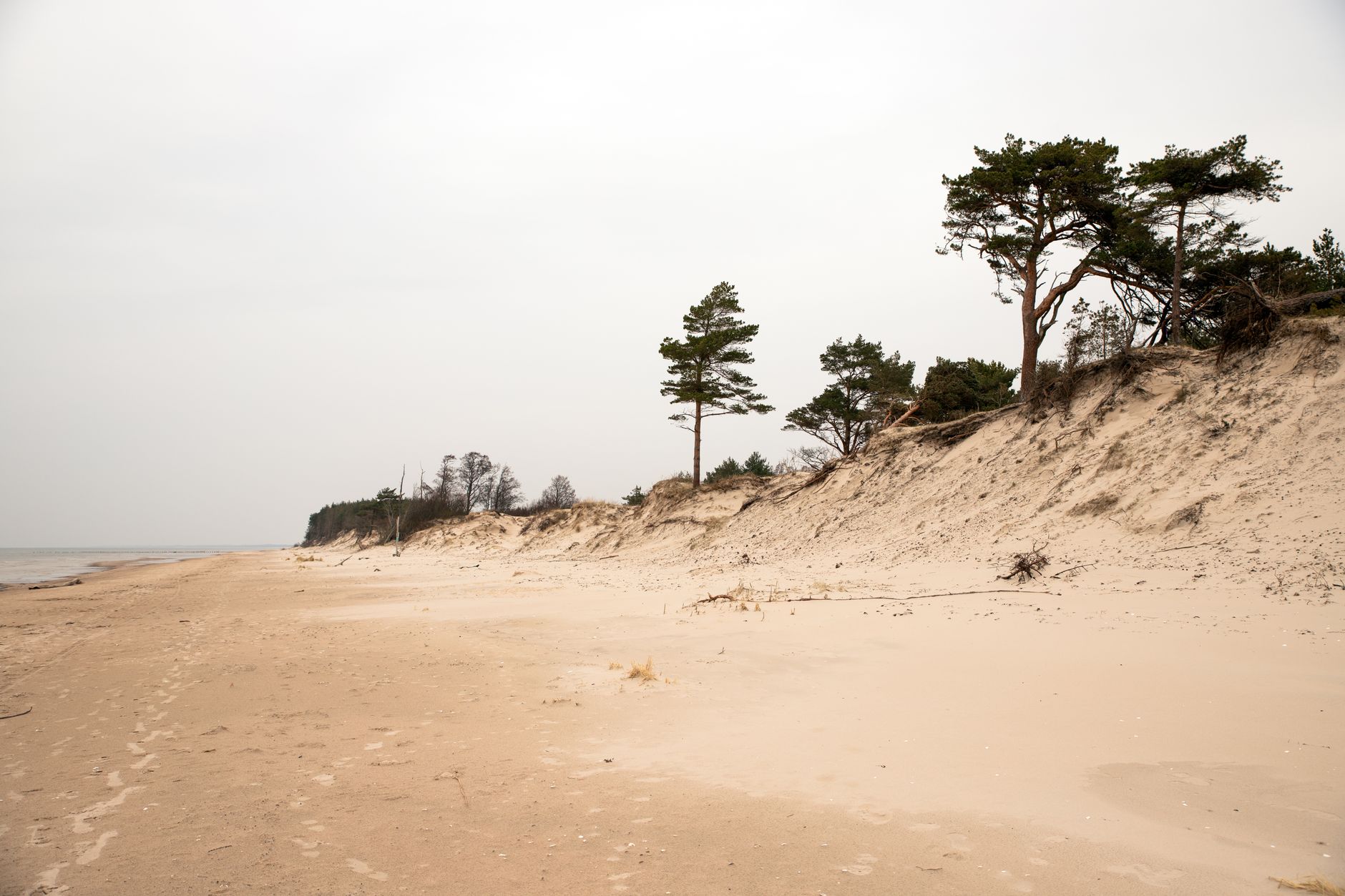 Peaceful sandy beach with pine trees under an overcast sky in Liepāja, Latvia.