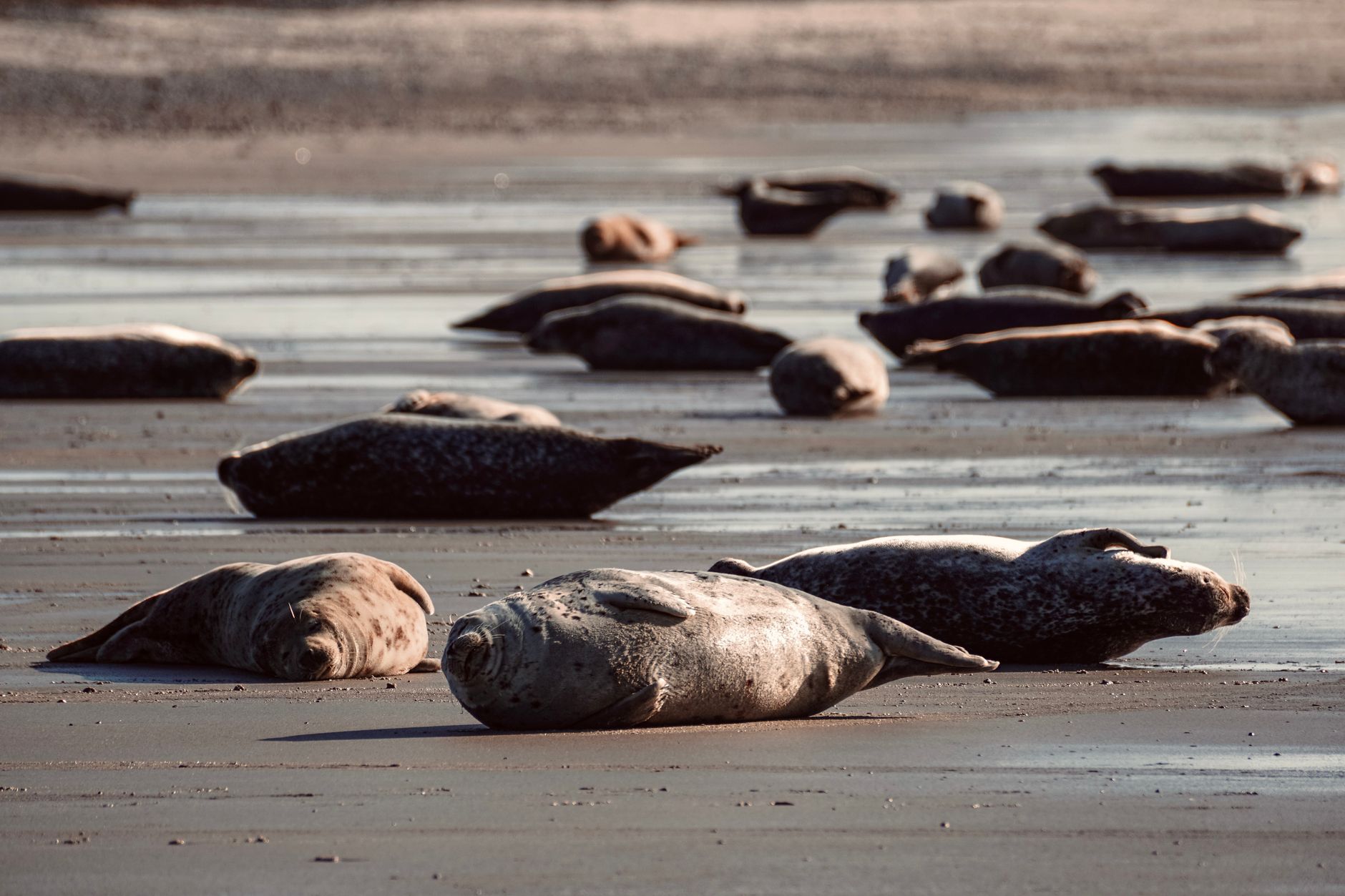 Group of seals lying on a sandy beach by the shoreline, showcasing serene wildlife in nature.