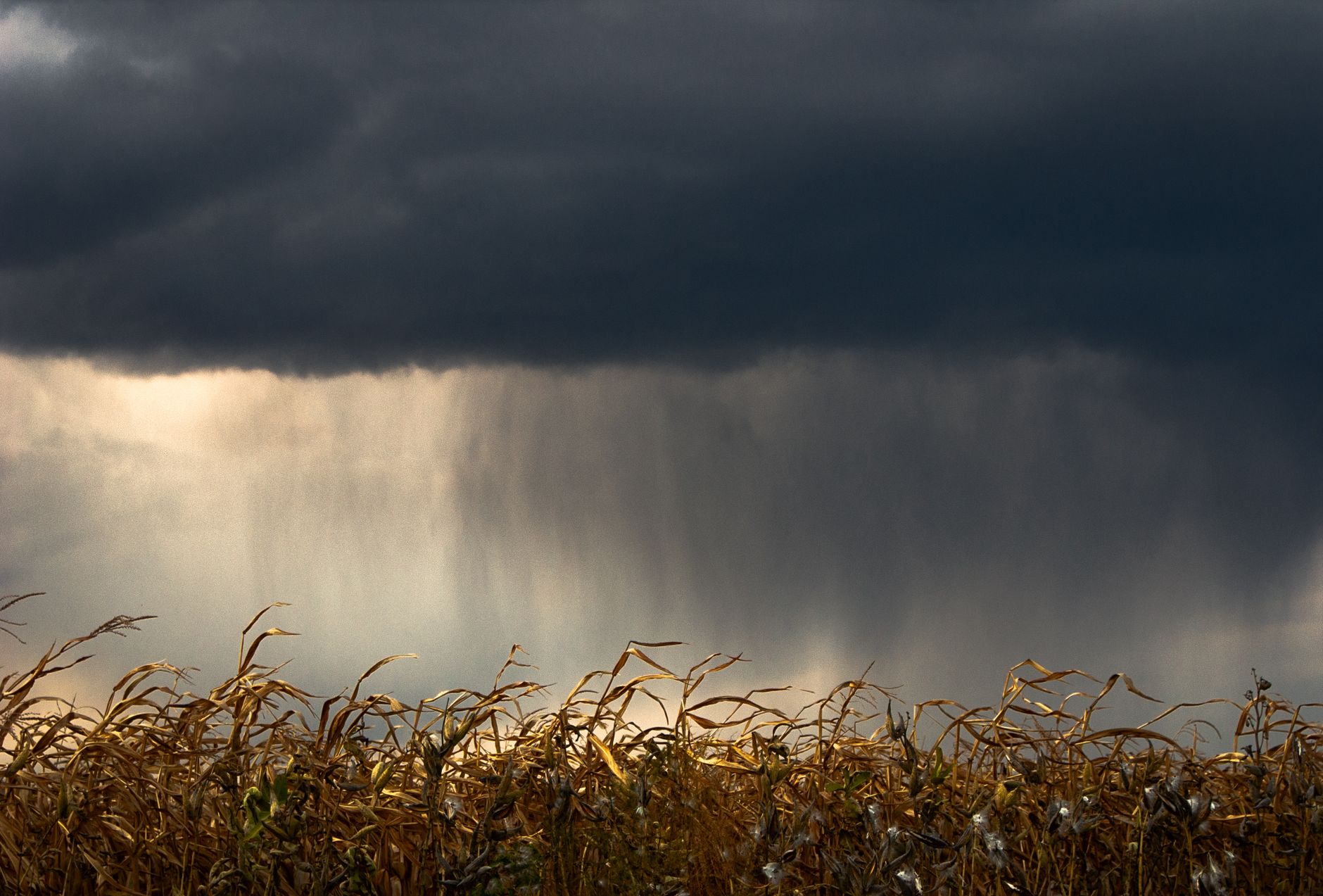 A cornfield with dramatic storm clouds overhead, capturing impending weather.