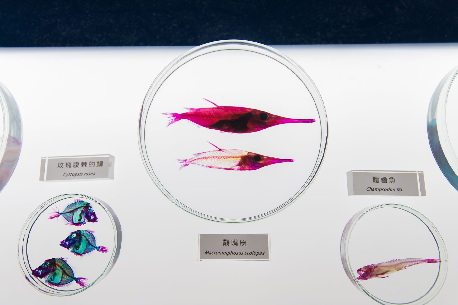 Close-up of fish specimens displayed in glass dishes with scientific labels.