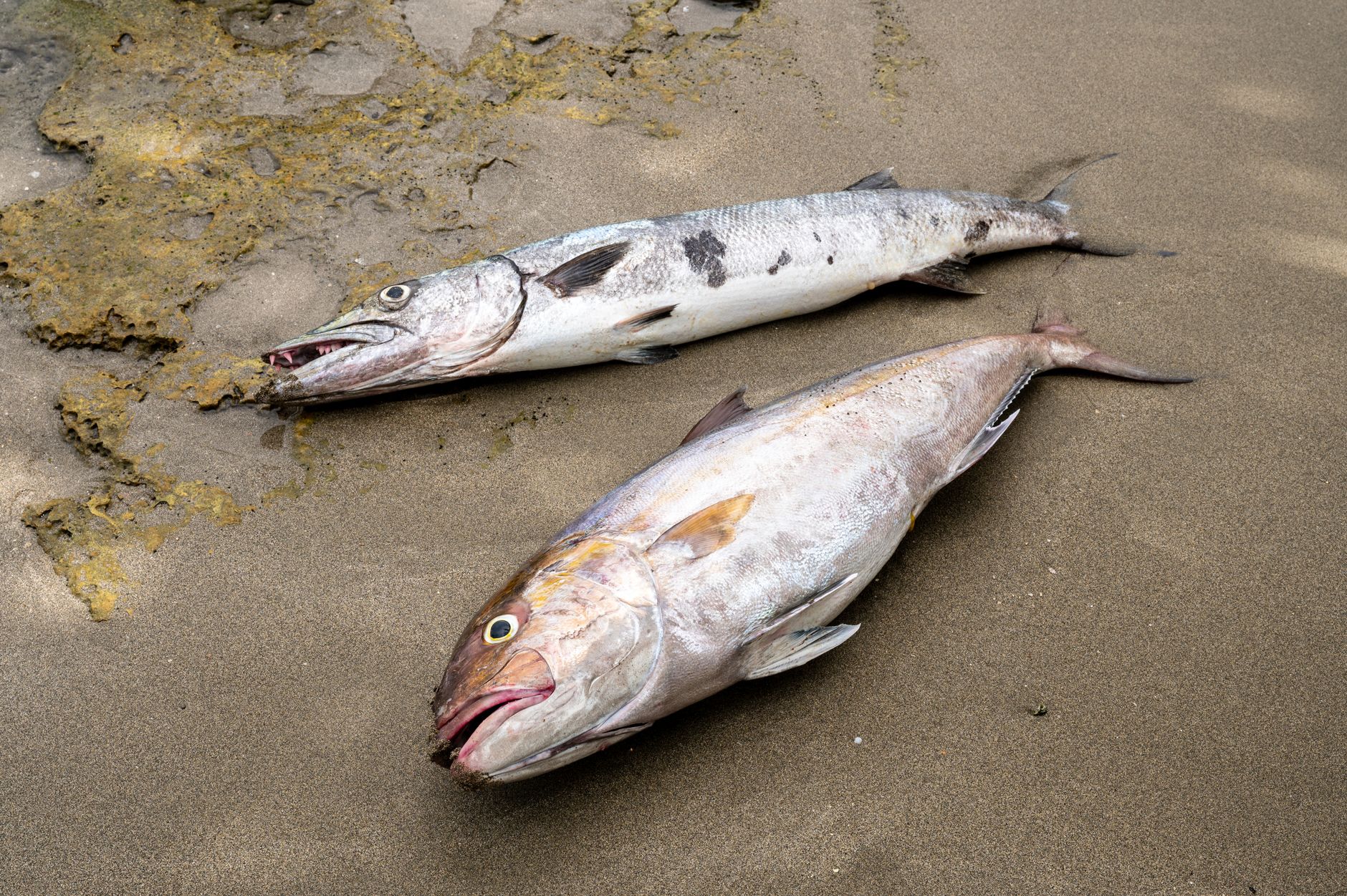 Close-up of two dead fish lying on the sand by a beach shoreline.