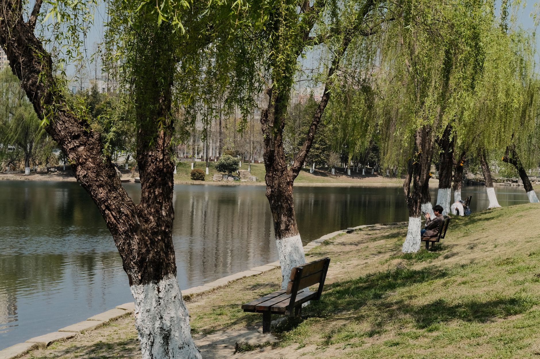 A serene park setting by a lake featuring willow trees and benches under a clear sky.
