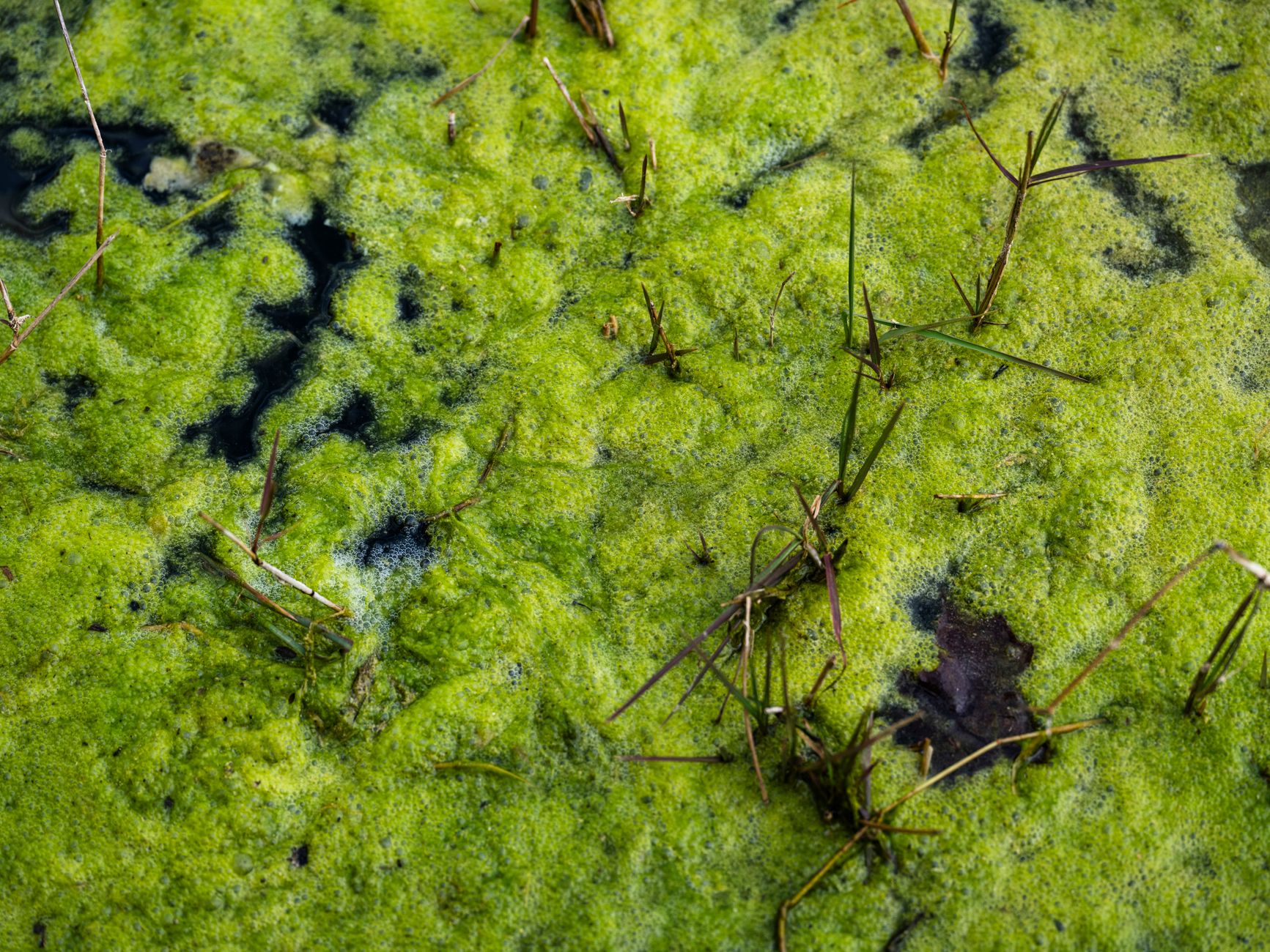 Close-up of vivid green algae covering a pond's surface, showcasing nature's unique textures.